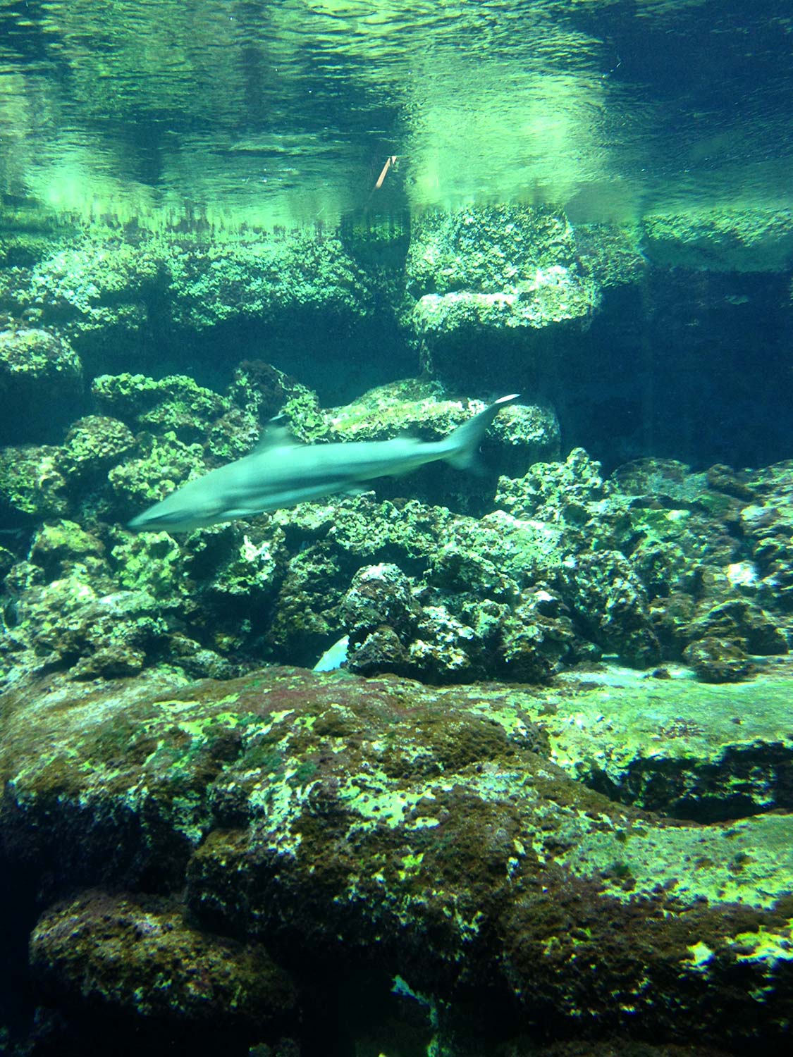 Hai-Aquarium im Tierpark Bochum